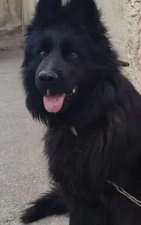 سگ ژرمن بلک