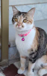 واگذاری گربه دی اس اچ میکس اسکاتیش