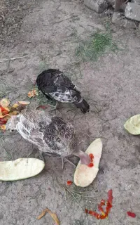 بوقلمون ۴ ماهه