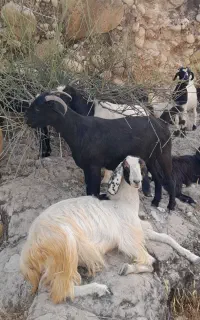 حیوان   بز
