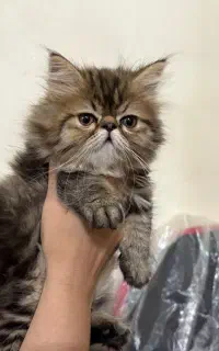 گربه پرشین سوپر فلت ۲ماهه