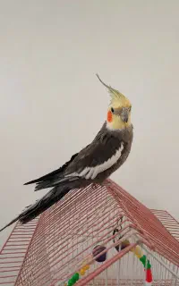 عروس هلندی