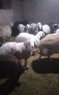 فروش  گوسفند نر صدرصد ارگانیک