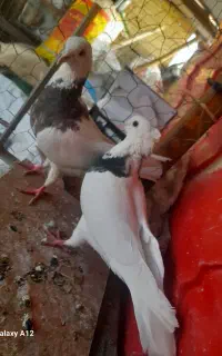 کبوتر طوقی