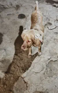 سگ شکاری سیتر شکار بلد ۸ماهه