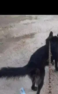سگ سیاه گمشده