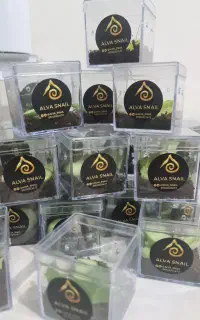 هدیه کادویی تراریوم حلزون