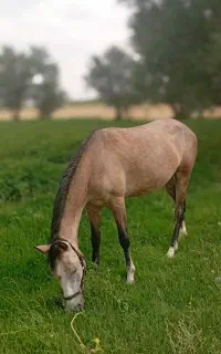 اسب کرد