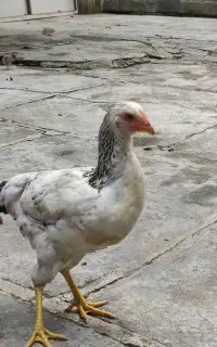 فروش مرغ وجوجه