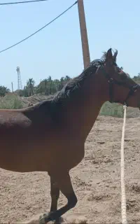 اسب،مادیان،،پر