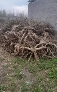 فروش ریشه تمیز شده  درخت.جهت استفادهای مختلف