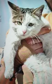 واگذاری رایگان گربه