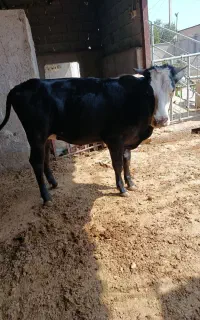 گوساله ماده سیمینتال دورگ