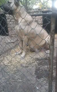 ماده سرابی درجه ۱