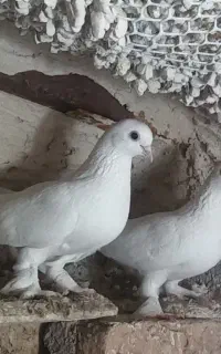 کبوتر