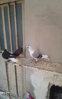 کفتر