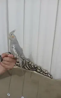 عروس هلندی چهار ماهه