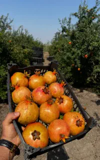 بازاریاب