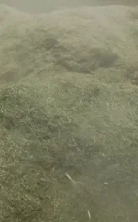 فروش یونجه هرده خالص خالص