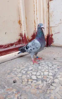 طلفن