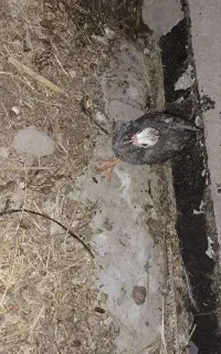 جوجه  مرغ شاخی در هر اندازه