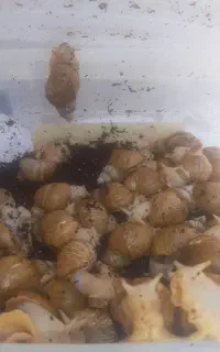 حلزون البینو