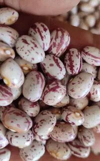 فروش لوبیا چیتی توافقی