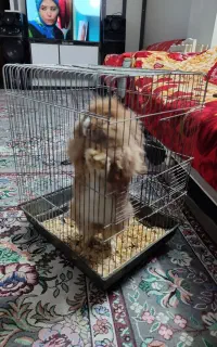 خرگوش