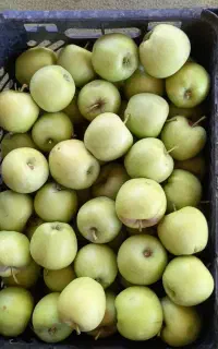 سیب زیر قیمت بازار