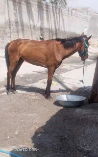اسب عرب‌ماده