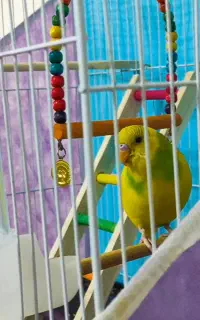 مرغ عشق گمشده