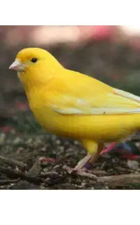 قناری باغی