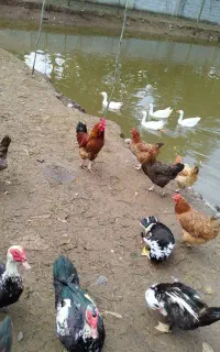مزرعه وحیوانات