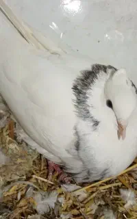 طوق ماده 800