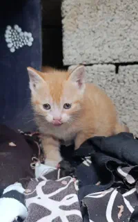 واگذاری بچه گربه نارنجی