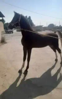 نریان اسب