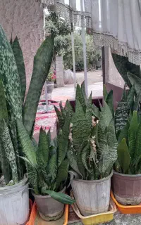 گل سانسوریا