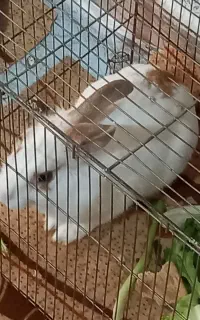خرگوش