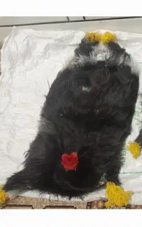 مداد مشکی یک عدد