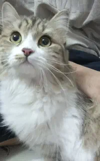 گربه
