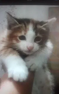 ۱عدد توله گربه جهت واگذاری