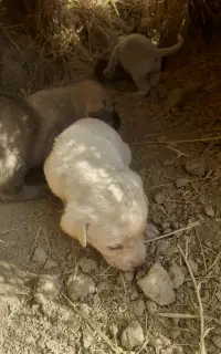 توله سگ سرابی واگزارمیشه