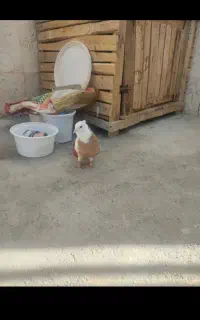کبوتر طوقی میخام