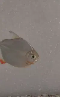 ماهی سیلور دالر