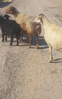 ۳ تامیش بره دار میانه