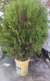 حراج گل