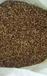 لوبیا چیتی زود پز عالی