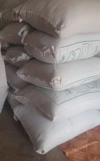 گندم ریژاو