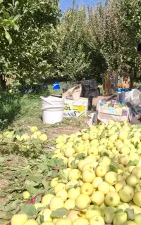 فروش سیب رو درخت