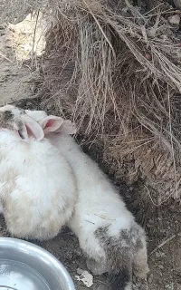 خرگوش